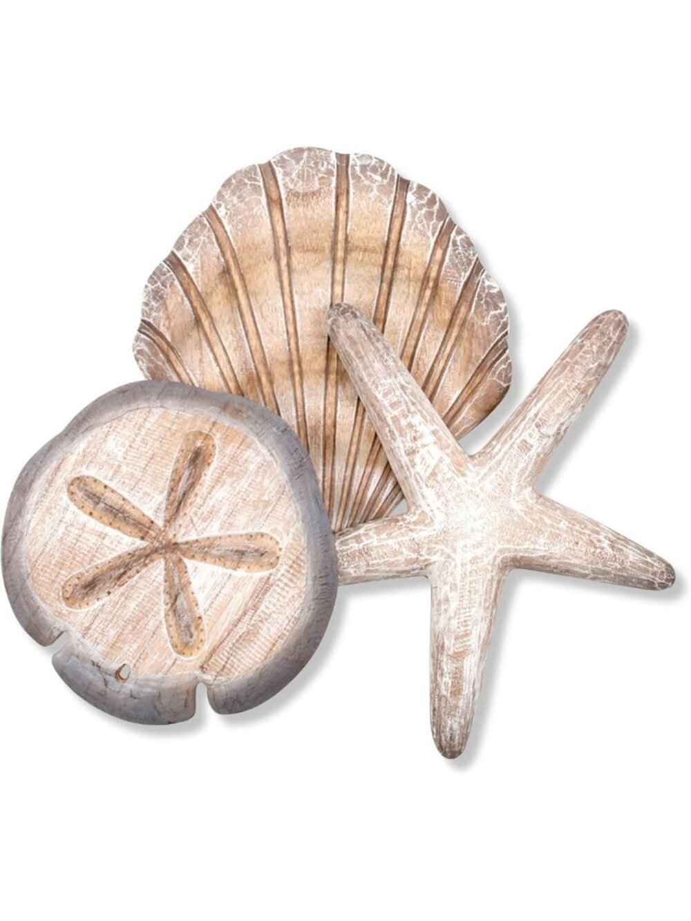 Coastal Shell Collection: Starfish, Scallop & Sand Dollar Decor for Beach Lovers